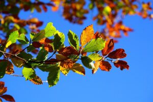 Rudens_spalvos_Vilni