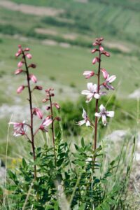 Skilandis_ir_kiti_ga