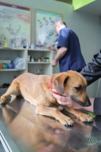 Veterinarijos_klinik