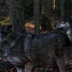 Lietuviški patiekalai Vilniaus restoranuose: ką užsisakyti pirmą kartą