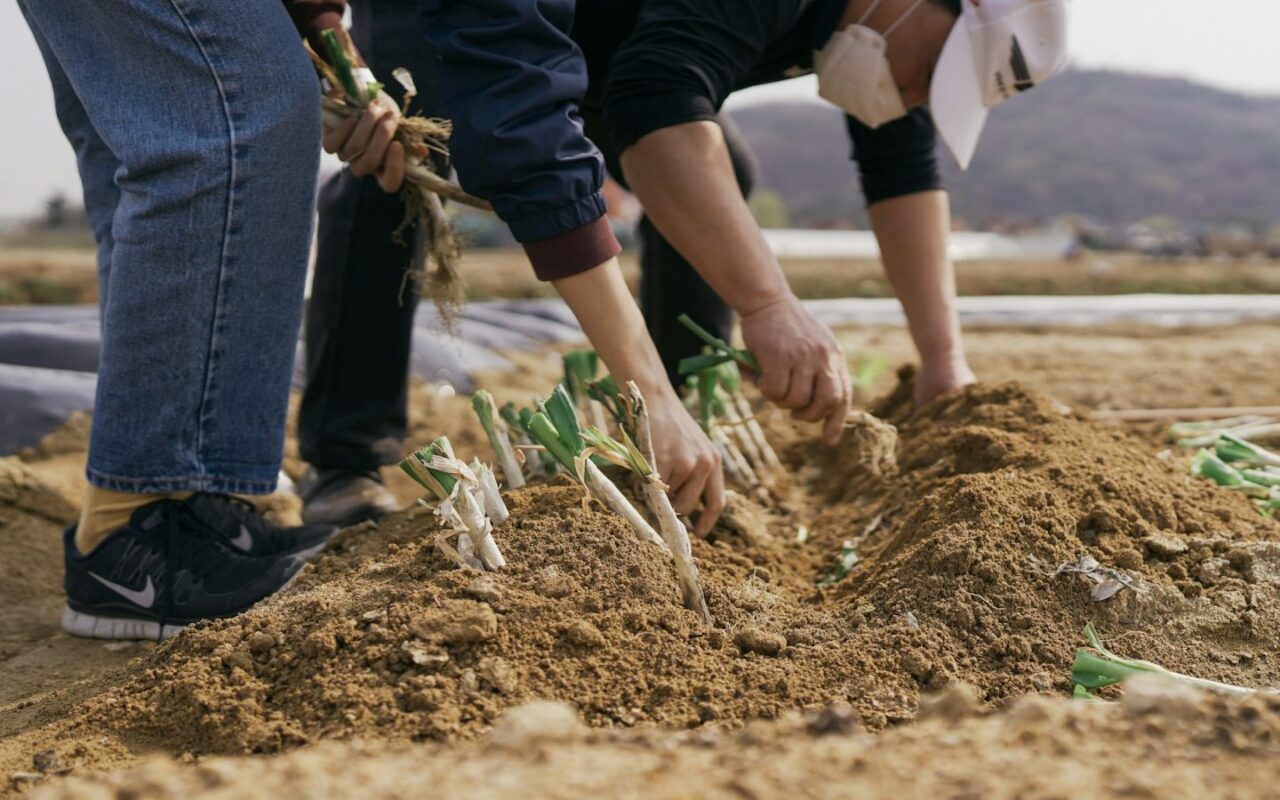 Pašilaičiuose Medeinos gatvėje sodins beveik 1 tūkst. krūmų: talka prasidės rytoj 10 val.