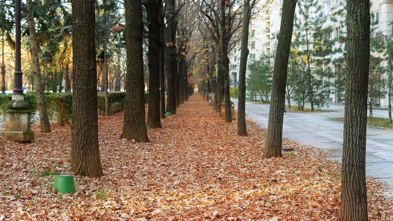 Per 100 tonų lapų išvežta iš Senamiesčio – tiek sveria 80 lengvųjų automobilių